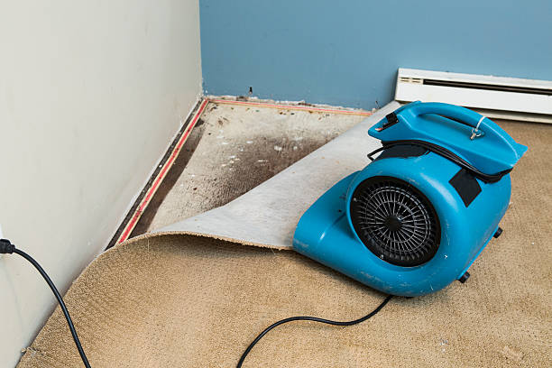 Best Water damage cleanup near me  in Hollywood, SC